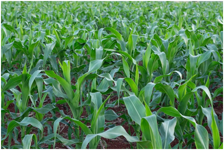   Dairy farming 