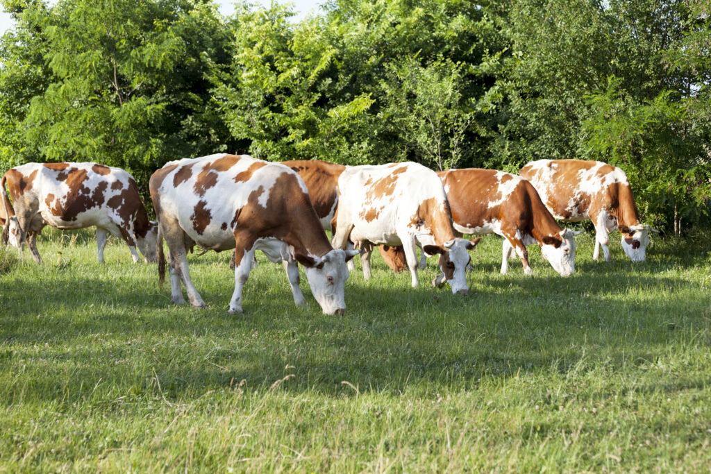 sustainable dairy farming