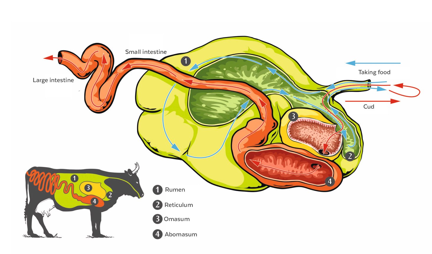 Displaced abomasum
