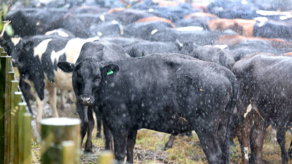 Caring of cows