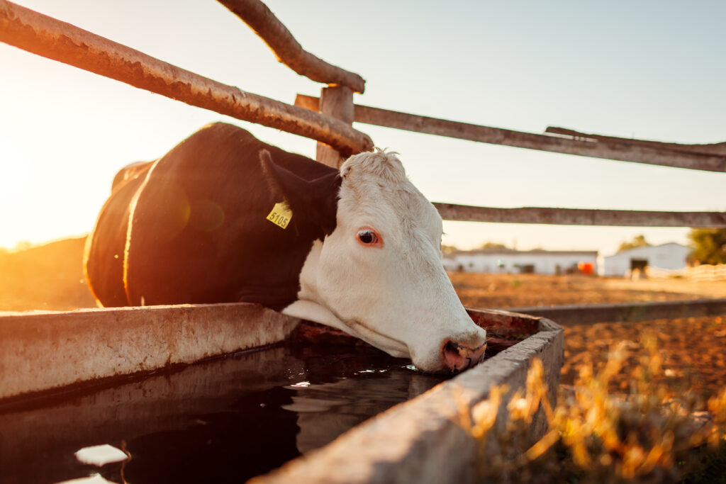 dairy cows