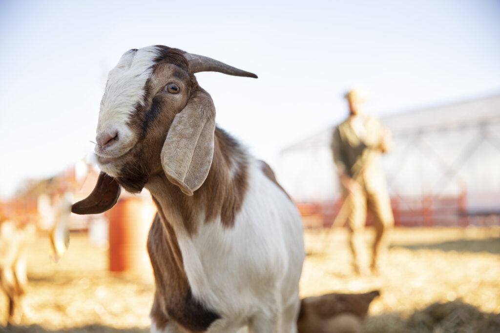 sheep and goats for Eid ul Adha